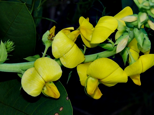 {Crotalaria spectabilis}